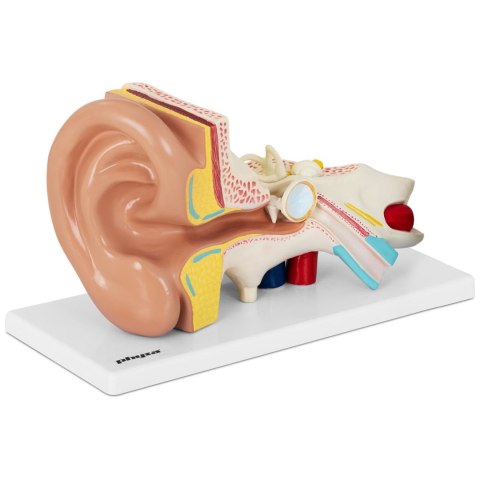 Model anatomiczny 3D ludzkiego ucha Model anatomiczny 3D ludzkiego ucha