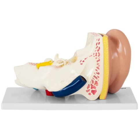 Model anatomiczny 3D ludzkiego ucha Model anatomiczny 3D ludzkiego ucha