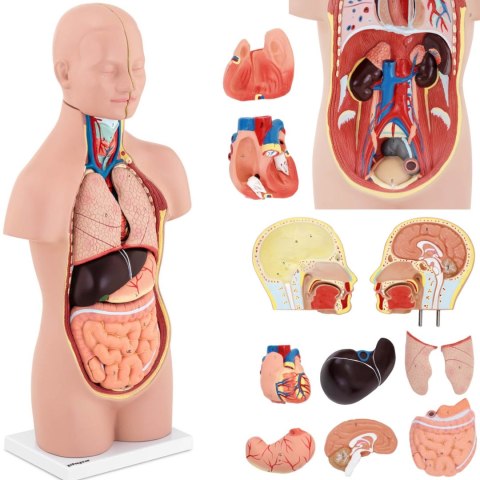 Model anatomiczny 3D tułowia człowieka z wyjmowanymi organami Model anatomiczny 3D tułowia człowieka z wyjmowanymi organami