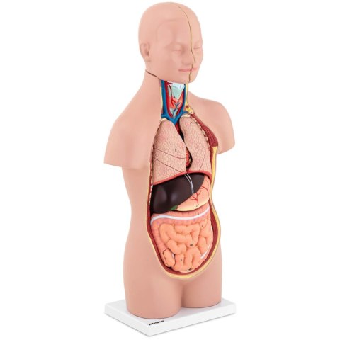 Model anatomiczny 3D tułowia człowieka z wyjmowanymi organami Model anatomiczny 3D tułowia człowieka z wyjmowanymi organami