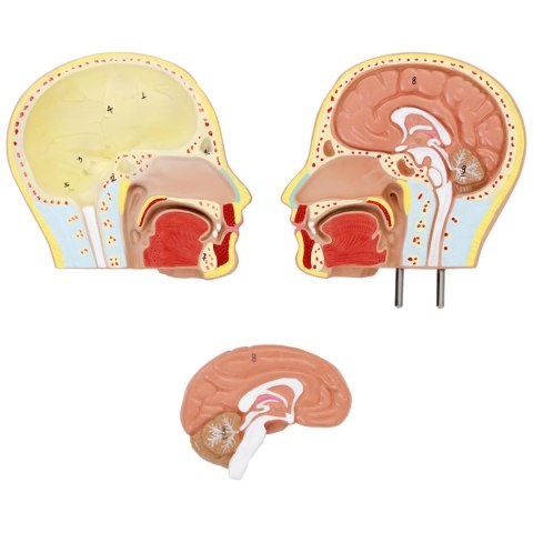 Model anatomiczny 3D tułowia człowieka z wyjmowanymi organami Model anatomiczny 3D tułowia człowieka z wyjmowanymi organami