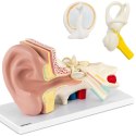 Model anatomiczny 3D ucha człowieka z wyjmowanymi elementami skala 3:1