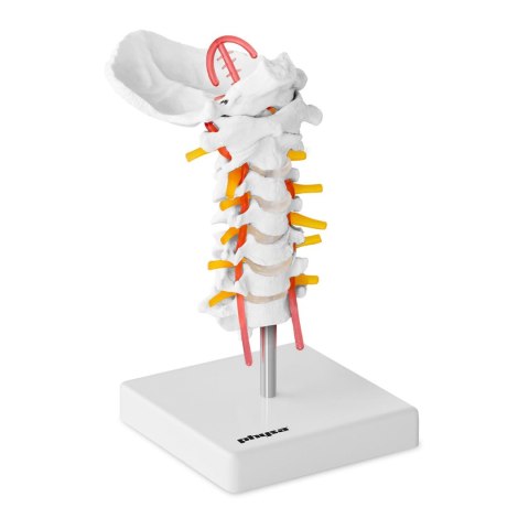 Model anatomiczny odcinka szyjnego kręgosłupa człowieka w skali 1:1 Model anatomiczny odcinka szyjnego kręgosłupa człowieka w skali 1:1