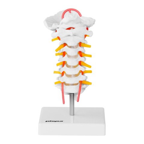 Model anatomiczny odcinka szyjnego kręgosłupa człowieka w skali 1:1 Model anatomiczny odcinka szyjnego kręgosłupa człowieka w skali 1:1
