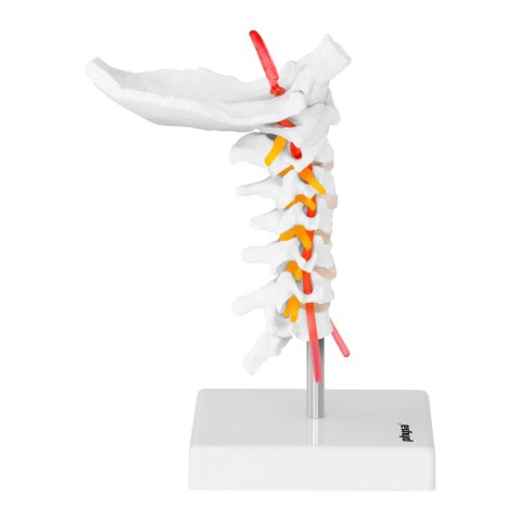 Model anatomiczny odcinka szyjnego kręgosłupa człowieka w skali 1:1 Model anatomiczny odcinka szyjnego kręgosłupa człowieka w skali 1:1