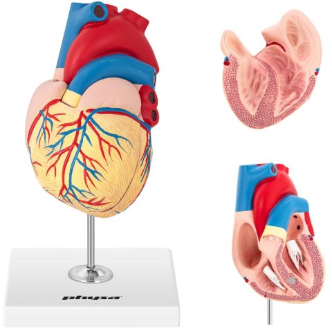 Model anatomiczny serca człowieka 3D Model anatomiczny serca człowieka 3D