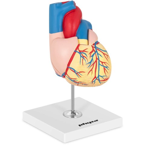 Model anatomiczny serca człowieka 3D Model anatomiczny serca człowieka 3D