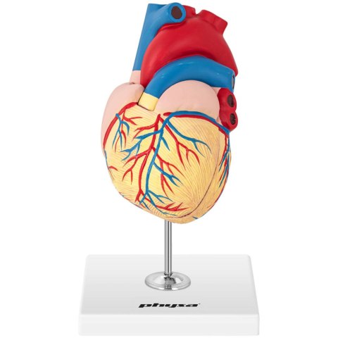 Model anatomiczny serca człowieka 3D Model anatomiczny serca człowieka 3D