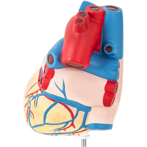 Model anatomiczny serca człowieka 3D Model anatomiczny serca człowieka 3D